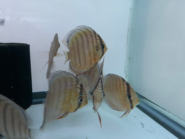 Wild Green Discus (Symphysodon aequifasciatus)