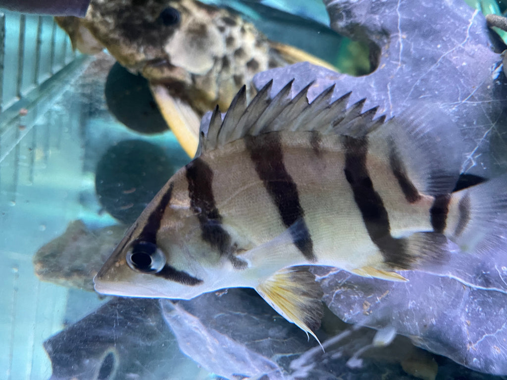 NTT Tiger Datnoid (Datnioides undecimradiatus) – monsteraquariumonline