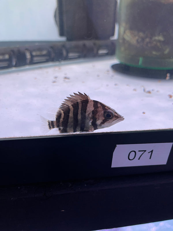Sumatra Tiger Datnoid (Datnioides microlepis )