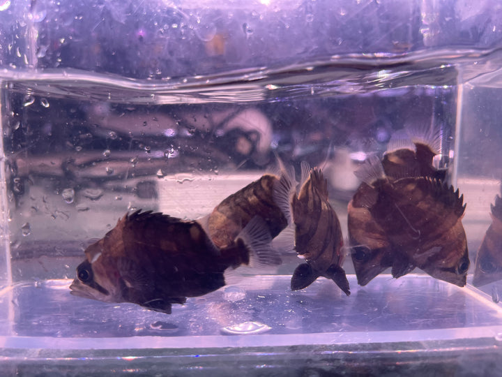 Sumatra Tiger Datnoid (Datnioides microlepis )