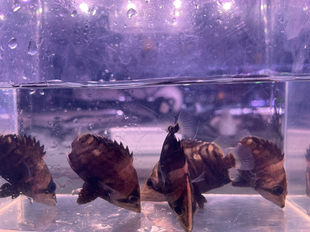 Sumatra Tiger Datnoid (Datnioides microlepis )