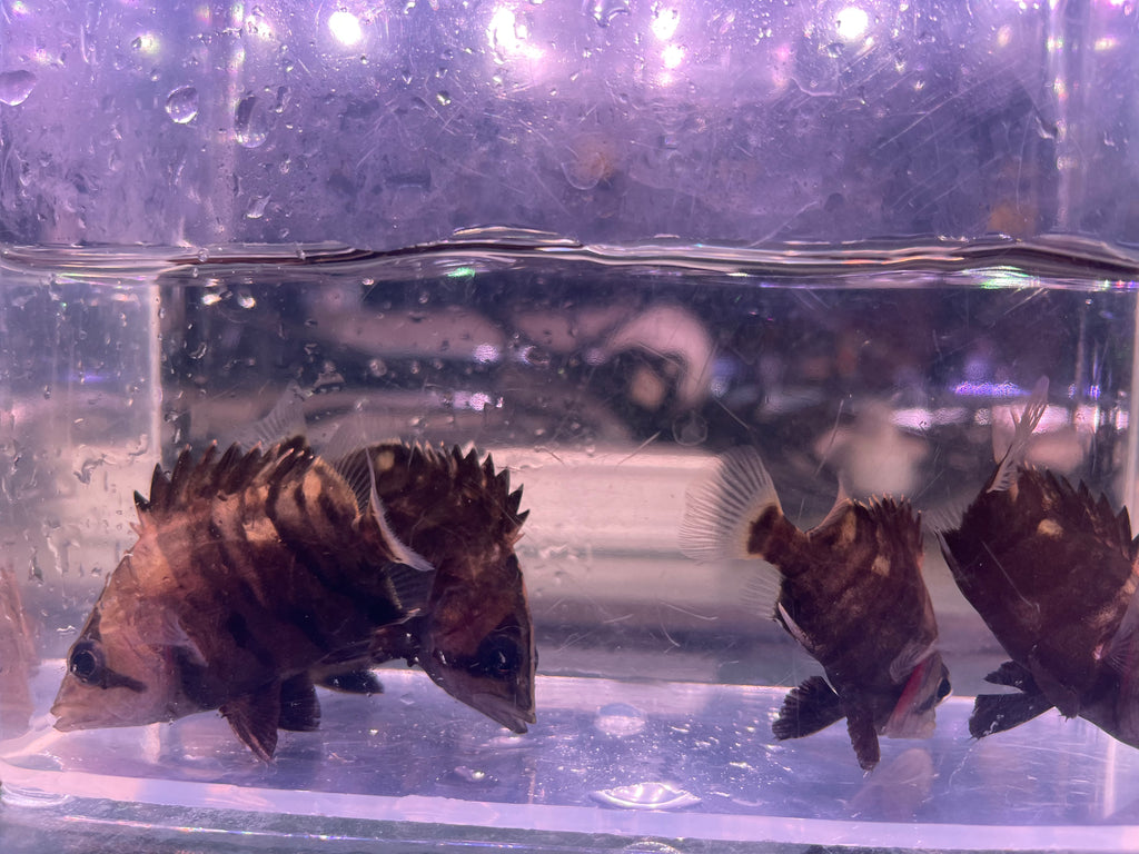 Sumatra Tiger Datnoid (Datnioides microlepis )