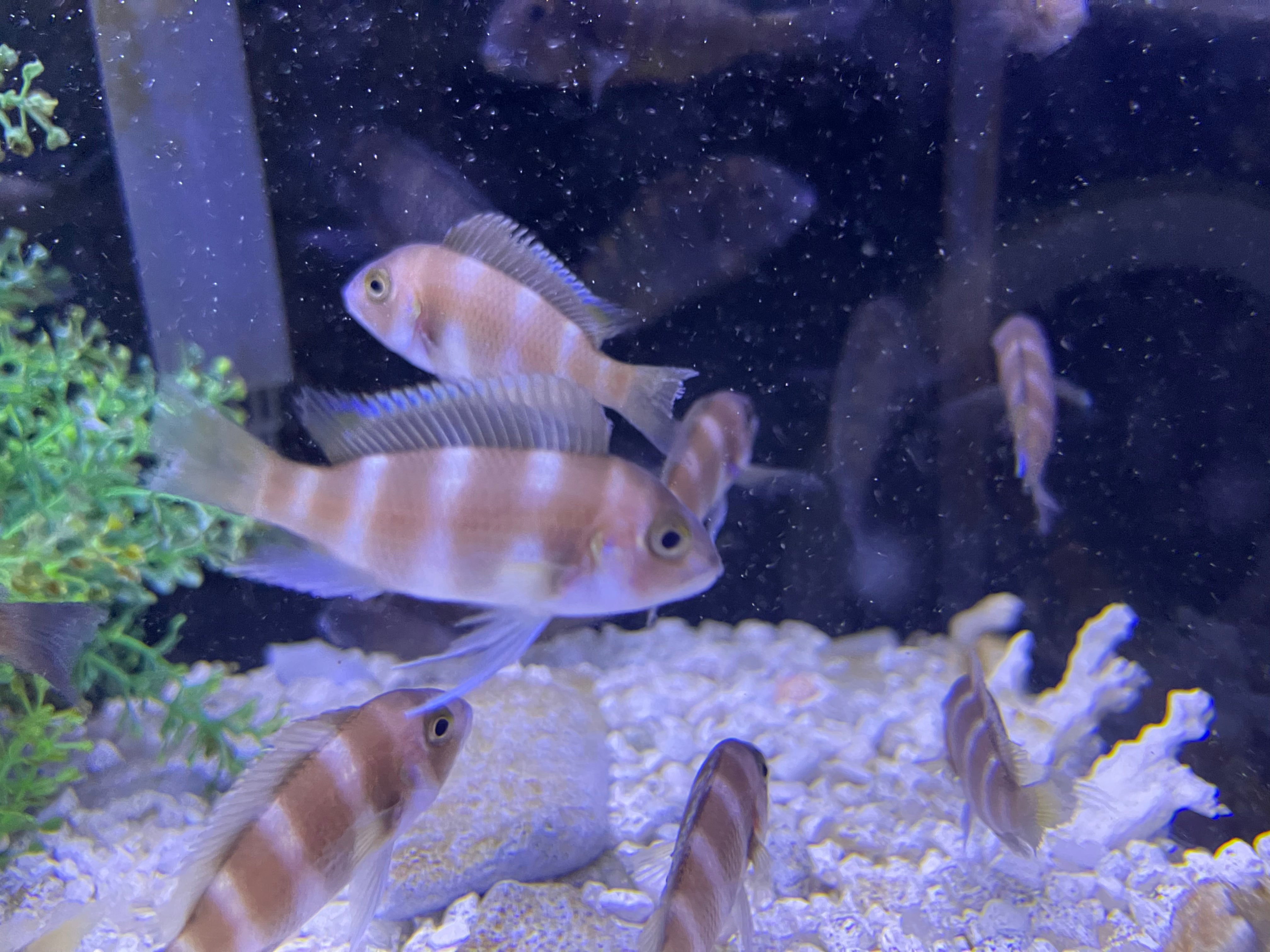Brown Frontosa for Sale | African Cichlid Fish