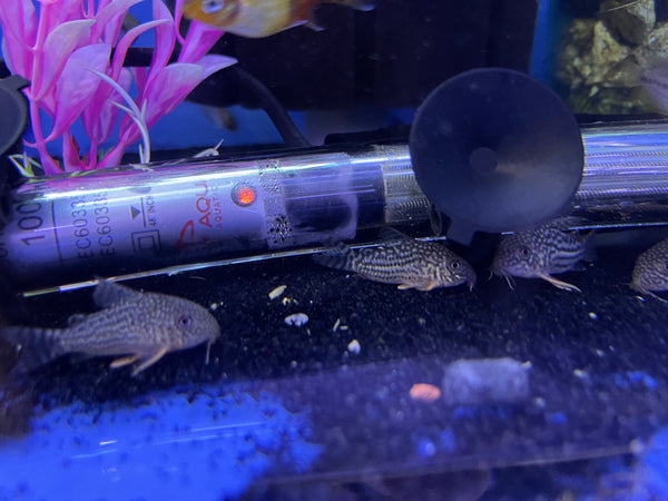 Sterbai Cory (Corydoras sterbai)