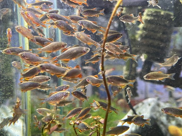 Galaxy Rasbora CPD (Danio margaritatus)