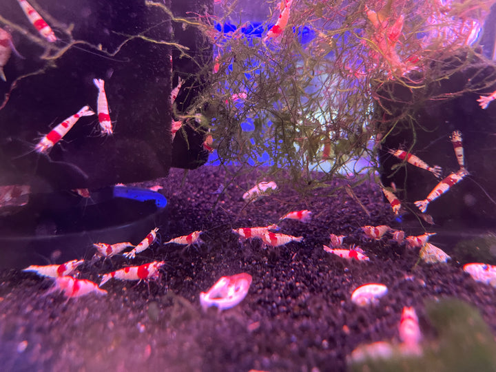 Crystal Red Shrimp ss Grade