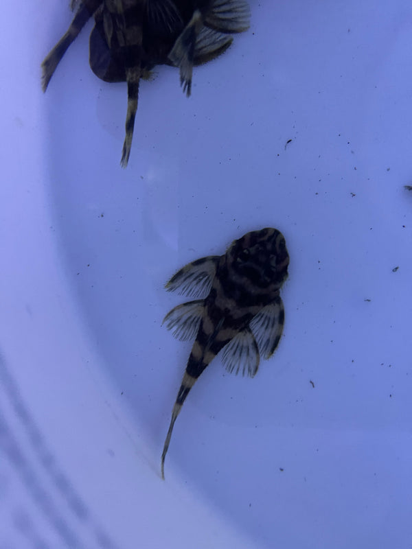 L52 Splendid Butterfly Pleco (Dekeyseria picta)