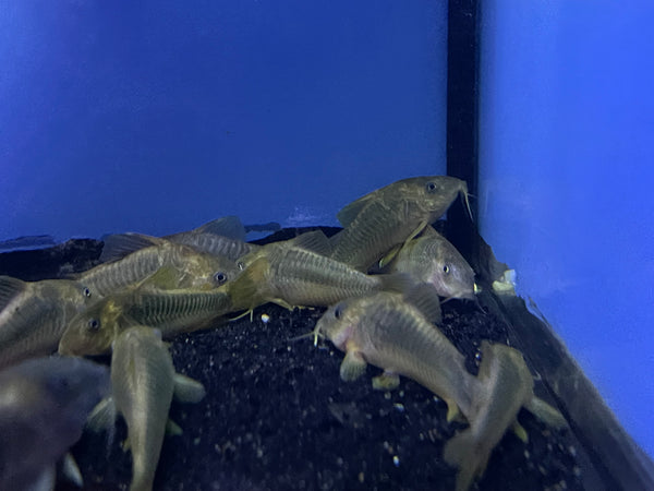 Gold Cory