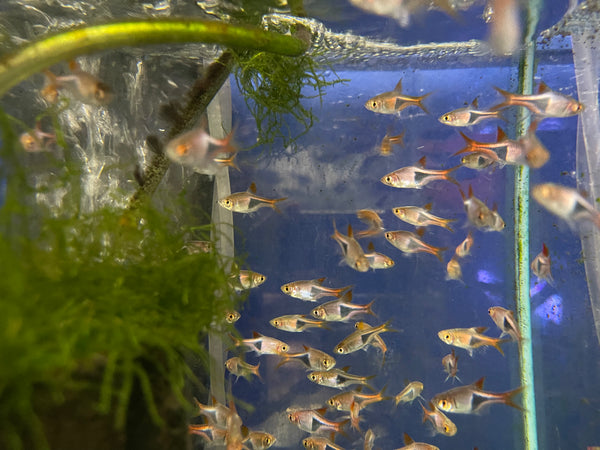 Harlequin Rasbora (Trigonostigma heteromorpha)