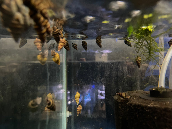 Assassin Snail (Clea helena)