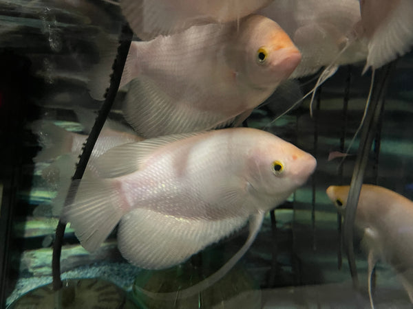 Giant Gourami (Osphronemus goramy)