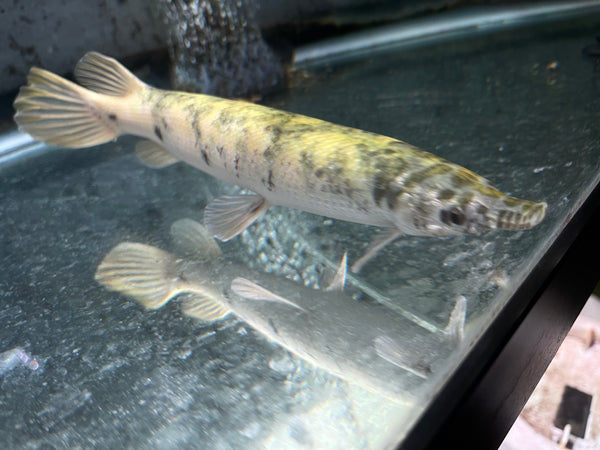 Marbled Florida Gar (Lepisosteus platyrhincus)