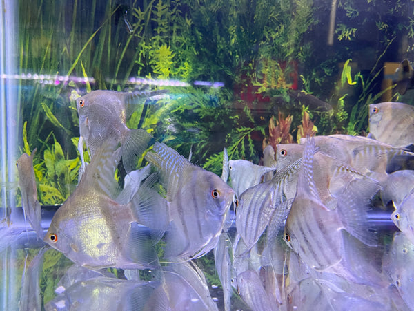 Silver Zebra Angel (Pterophyllum scalare)
