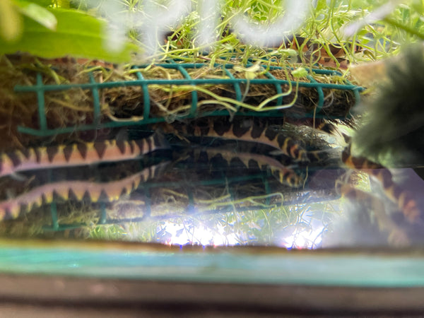 Kuhli Loach (Pangio kuhlii)