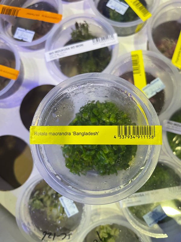 Rotala Macrandra 'Bangladesh' IC397