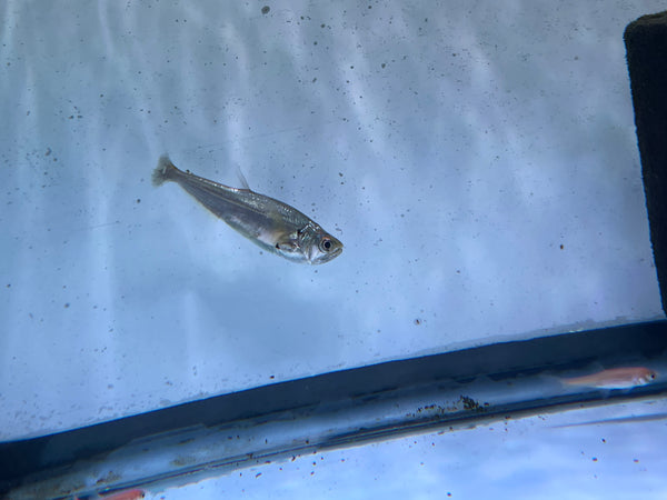 Vampire Tetra ( Hydrolycus scomberoides )