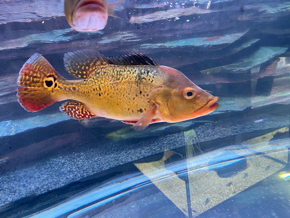 Monster fish for deals sale