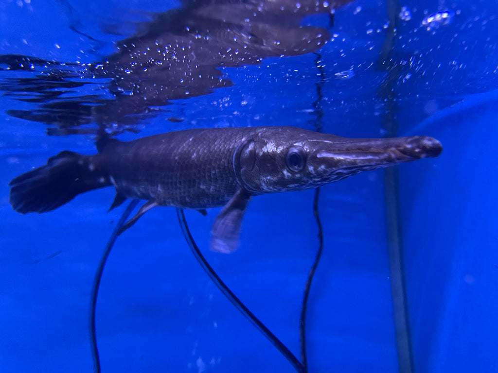 Black tropical deals gar