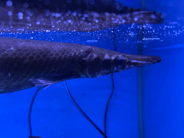 Tropical Gar (Atractosteus tropicus)