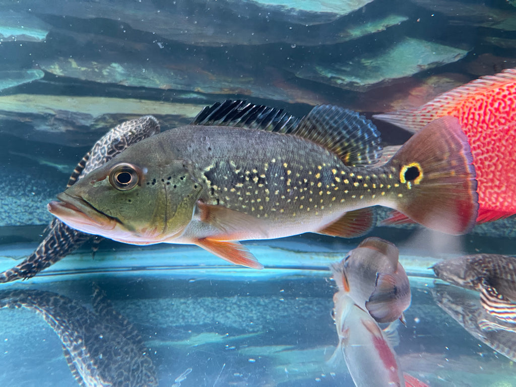 Orinocensis Peacock Bass (Cichla orinocensis)