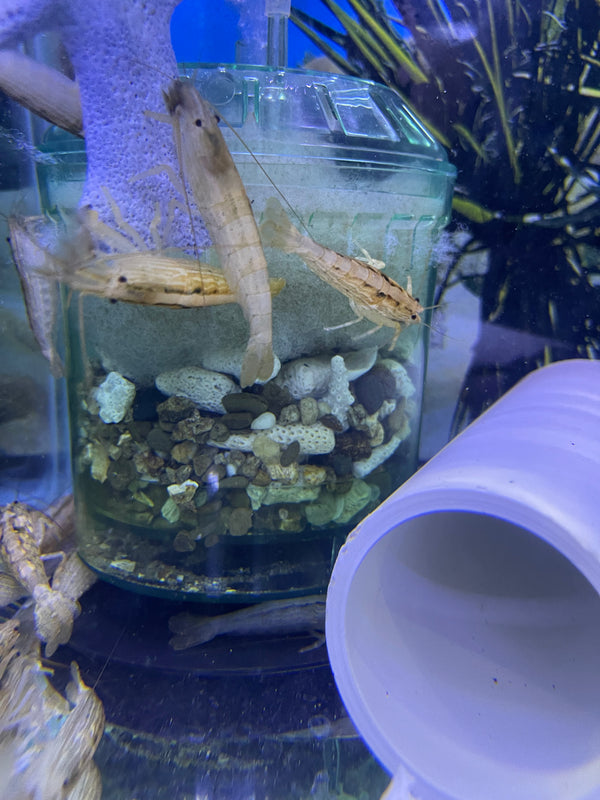 Bamboo Shrimp (Atyopsis moluccensis)