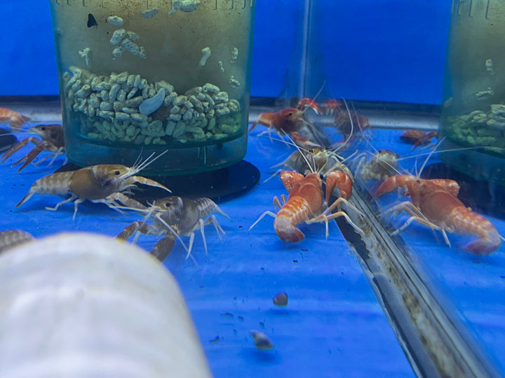 Ghost Crayfish (Procambarus Clarkii)