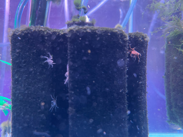 Thai Micro Crab (Limnopilos naiyanetri)