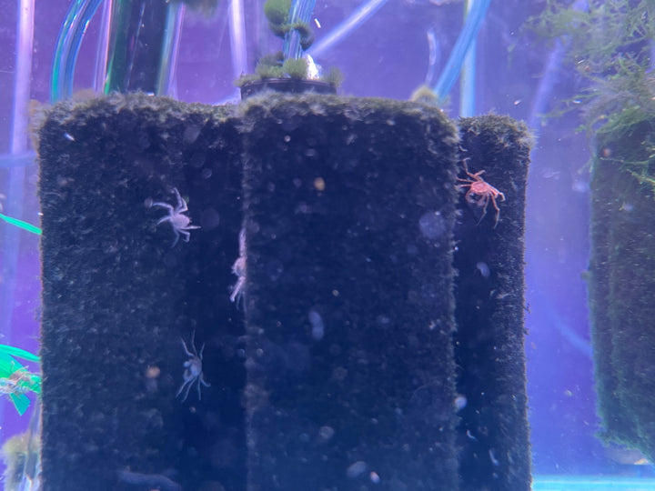 Thai Micro Crab (Limnopilos naiyanetri)