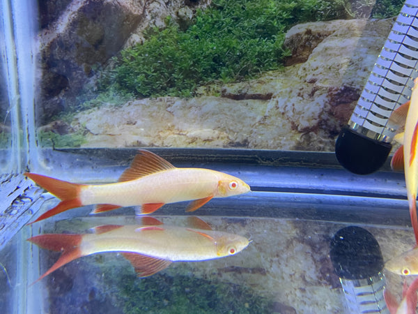 Albino Rainbow Shark (Epalzeorhynchos frenatum)