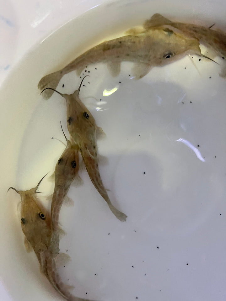 Giraffe Nose Catfish ( Auchenoglanis occidentalis )