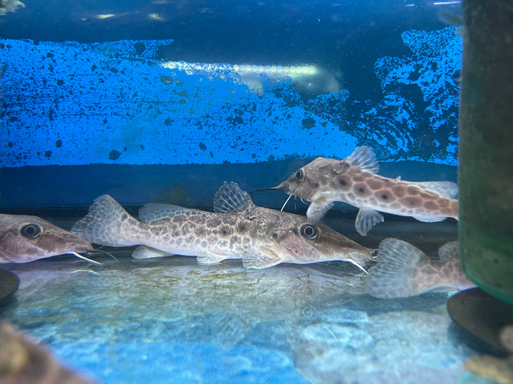 Giraffe Nose Catfish ( Auchenoglanis occidentalis )