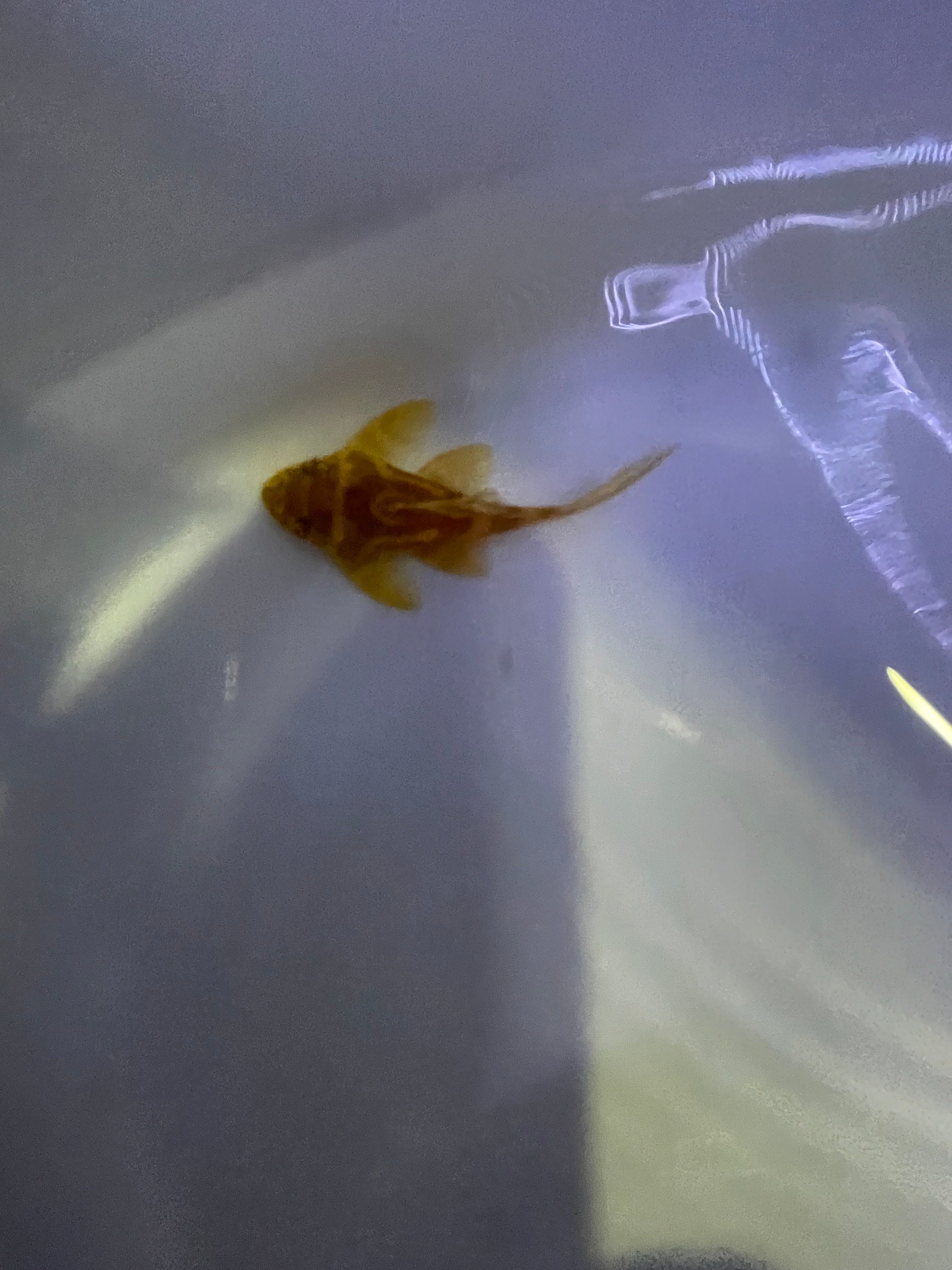 プレコ　アルビノL-333 Albino L333 King Tiger Pleco (Hypancistrus sp. L333) - Aqua Imports