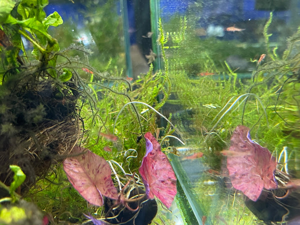 Chili Rasbora ( Boraras brigittae)