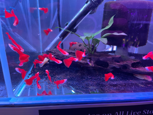 Super Red Albino Guppy (Male) (Poecilia reticulata)