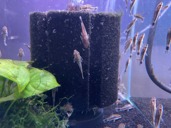 Otto Catfish (Macrotocinclus affinis)