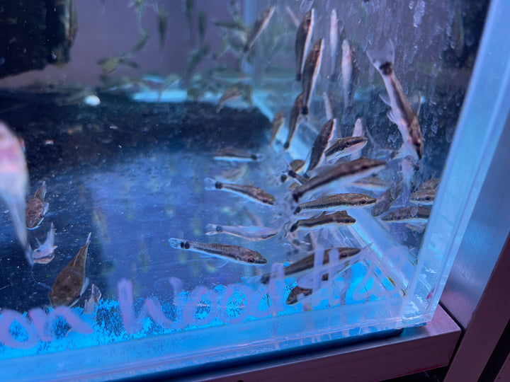 Otto Catfish (Macrotocinclus affinis)