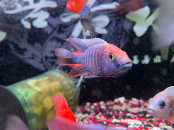 Assorted Peacock African Cichlid ( Aulonocara nyassae )