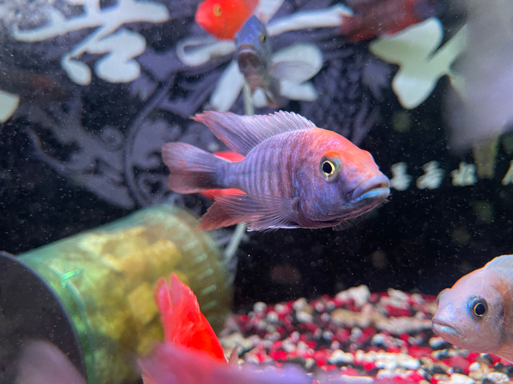 Assorted Peacock African Cichlid