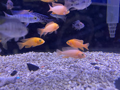 Assorted Peacock African Cichlid