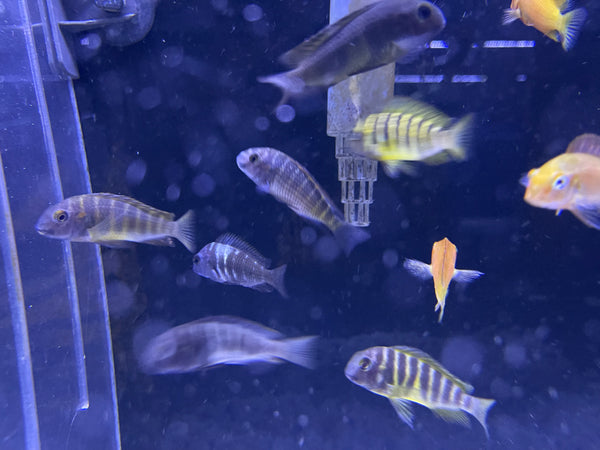Assorted Tropheus Cichlid (Random fish)