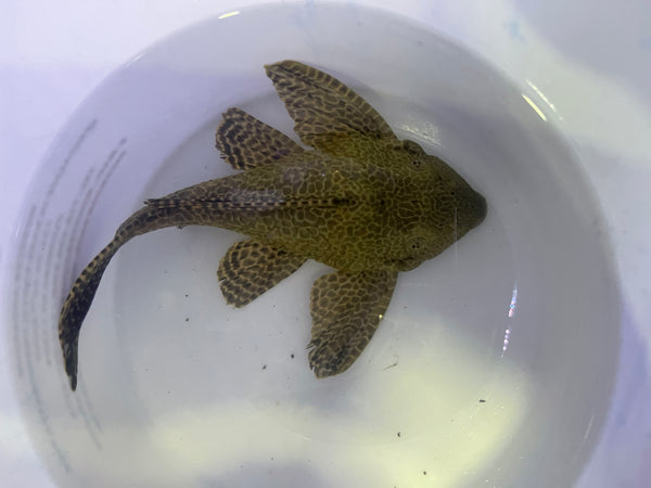 Short Body Gibbiceps Pleco (Pterygoplichthys gibbiceps)