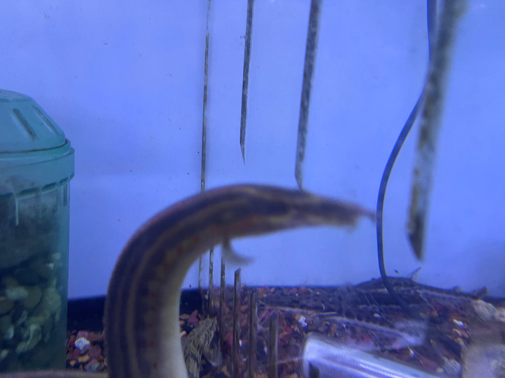 Fire Eel (Mastacembelus erythrotaenia)