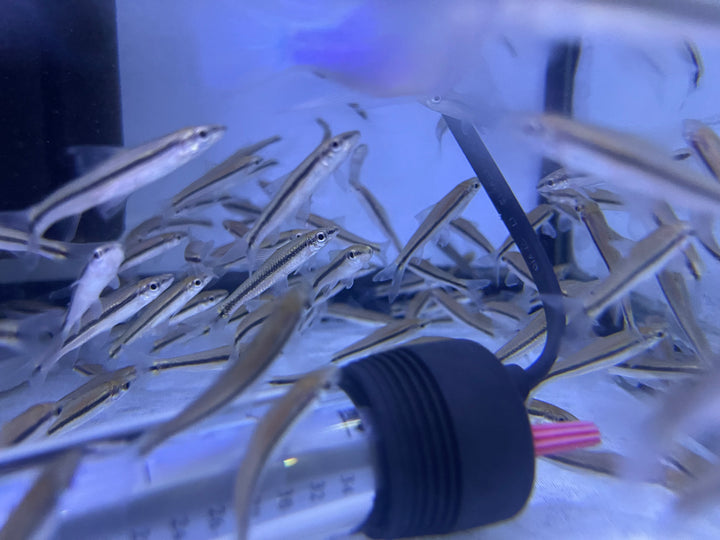 Siamese algae eater (Crossocheilus oblongus) SAE
