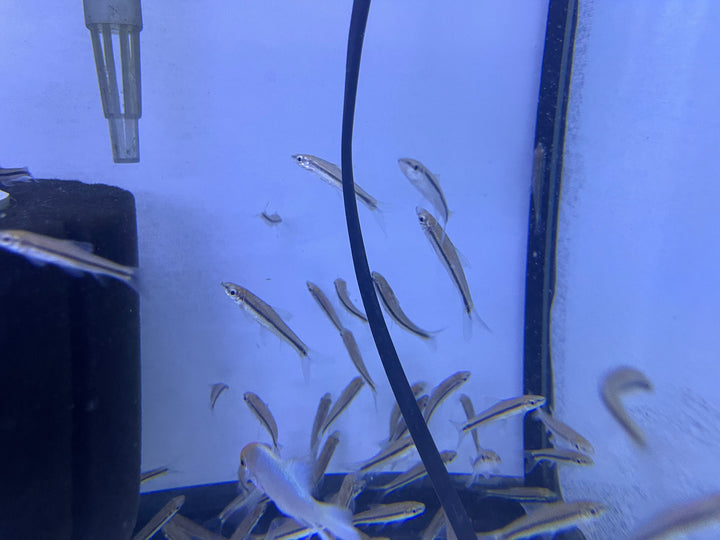 Siamese algae eater (Crossocheilus oblongus) SAE