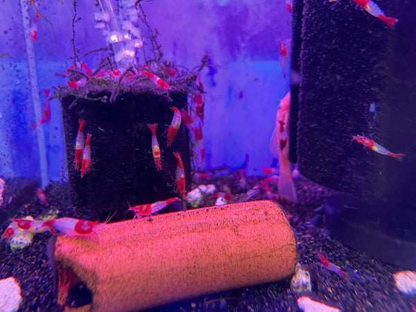 Red Rili Shrimp (Neocaridina davidi)