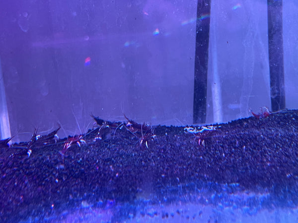 Sulawesi Cardinal Shrimp (Caridina dennerli)