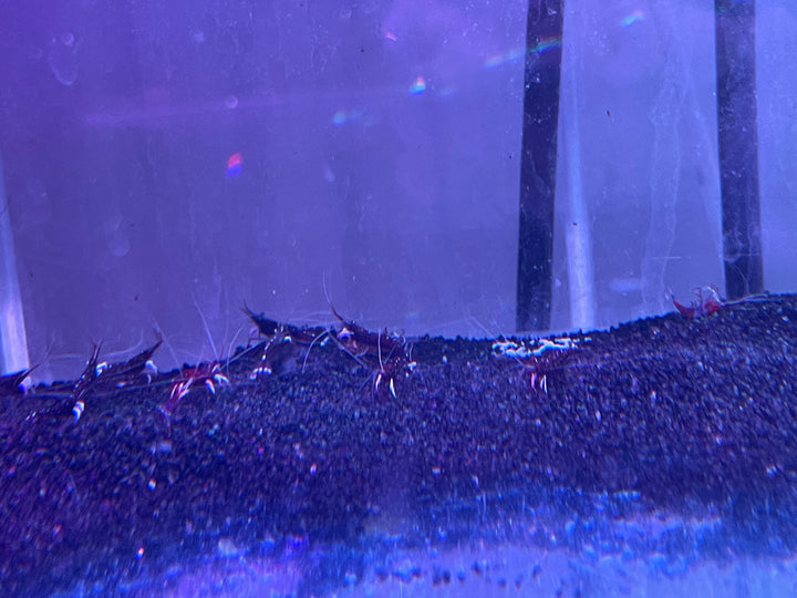 Sulawesi Cardinal Shrimp (Caridina dennerli)