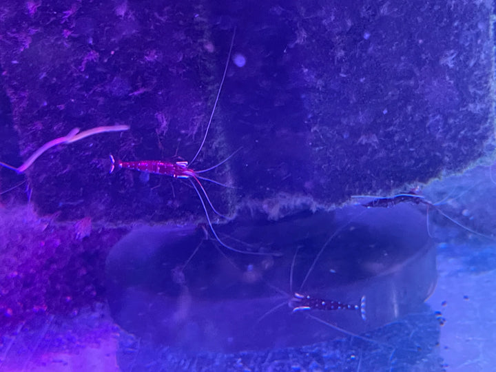 Sulawesi Cardinal Shrimp (Caridina dennerli)