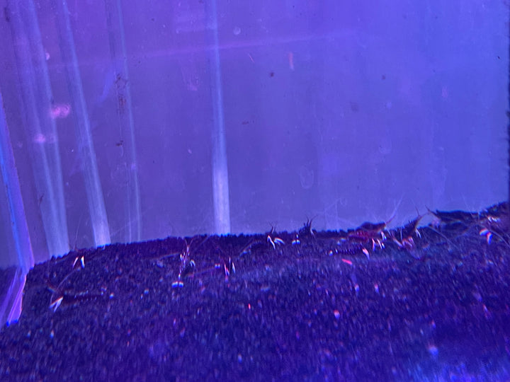 Sulawesi Cardinal Shrimp (Caridina dennerli)