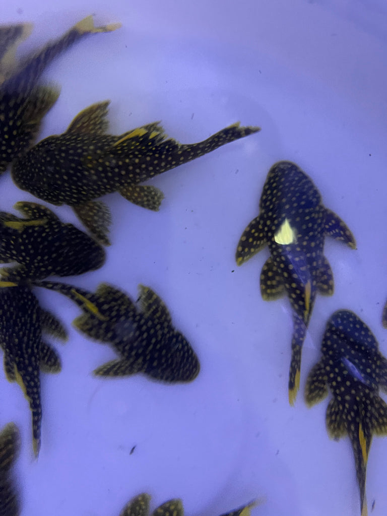 L18 Golden Nugget Pleco (Baryancistrus xanthellus) – monsteraquariumonline